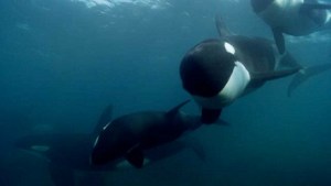 20130604_blackfish_trailer