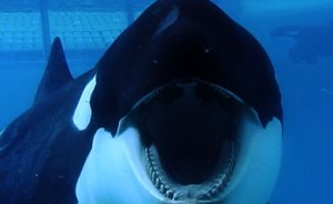 BLACKFISH_still